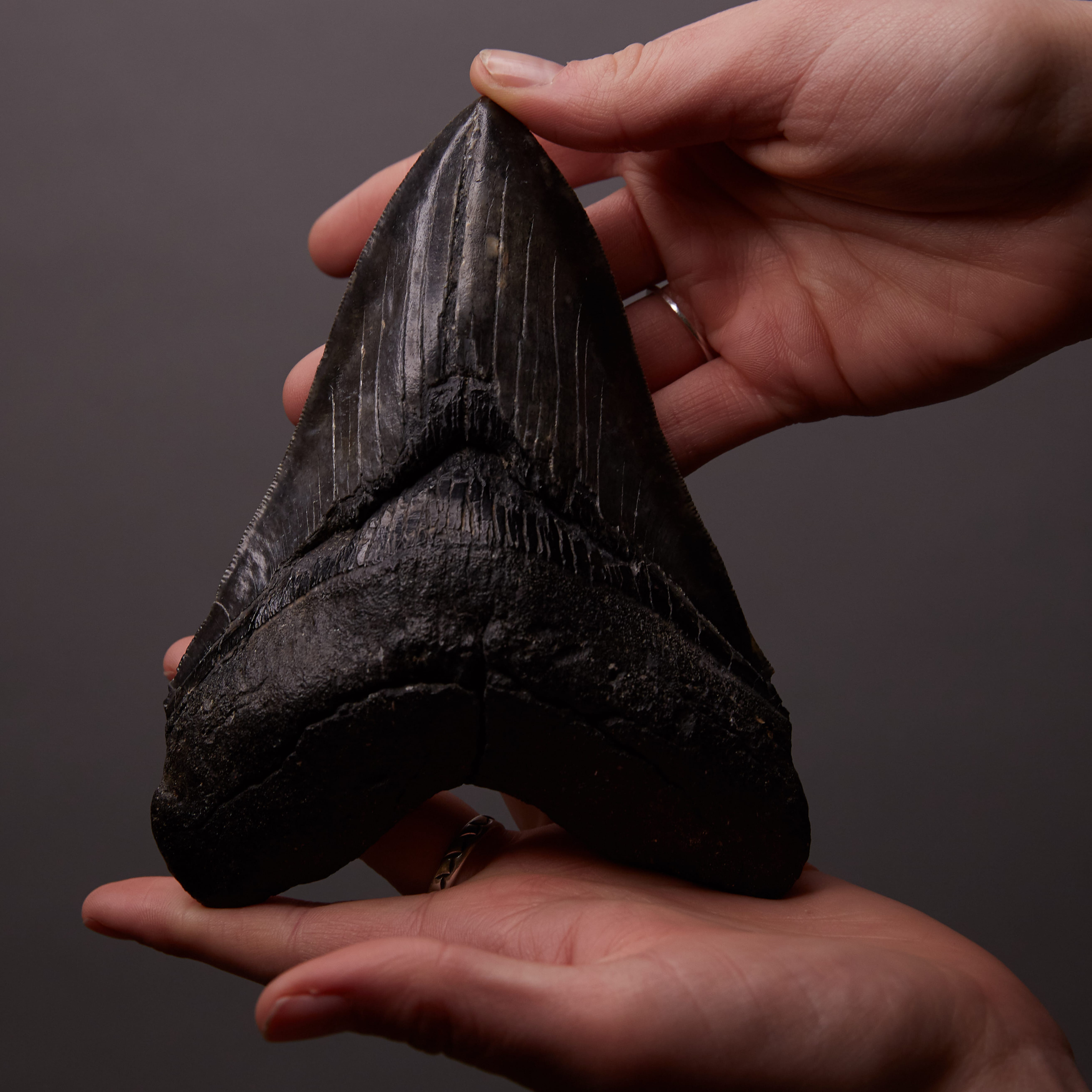 Lot 213: Black Megalodon Tooth