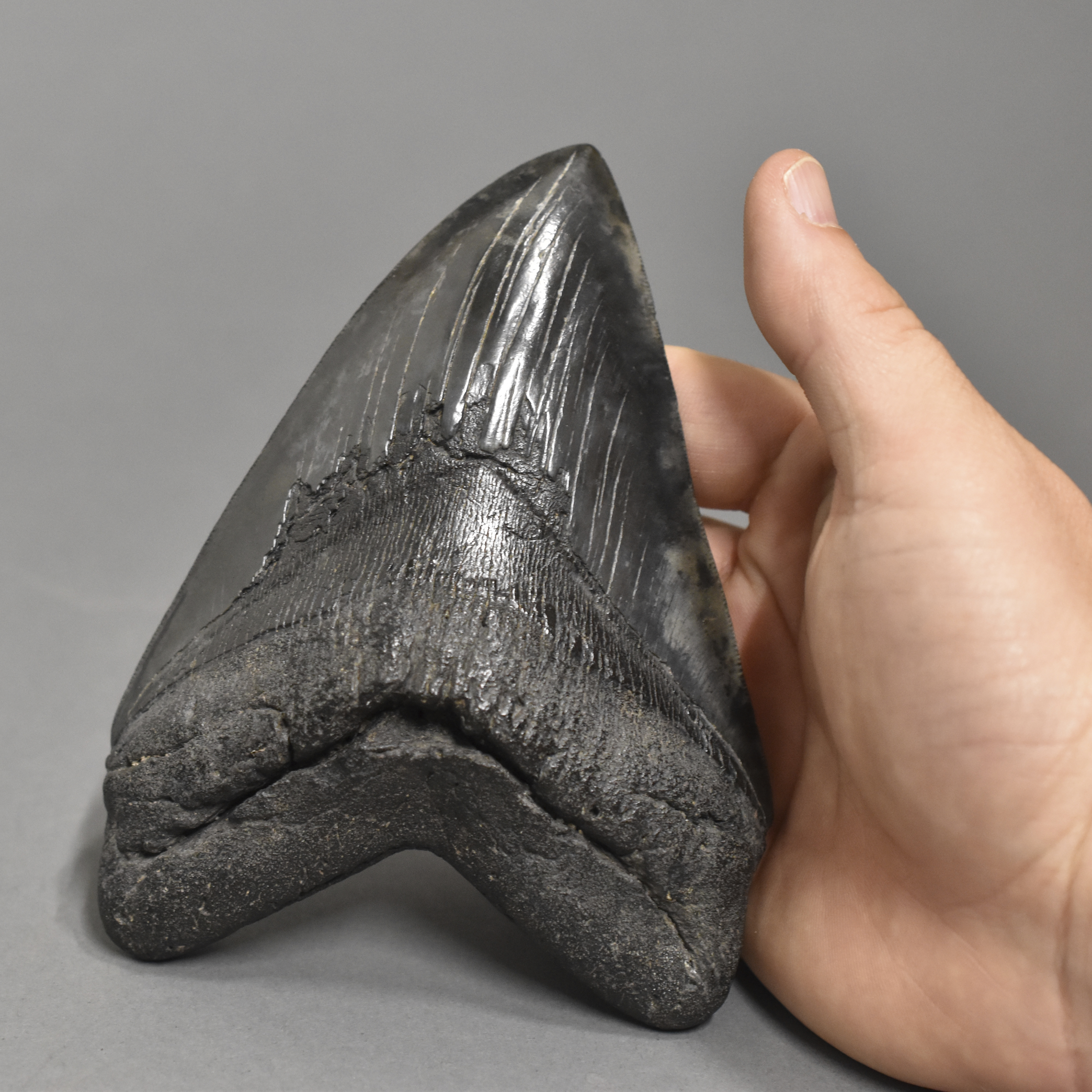 Lot 207: Black and Gray Mottled Megalodon Tooth