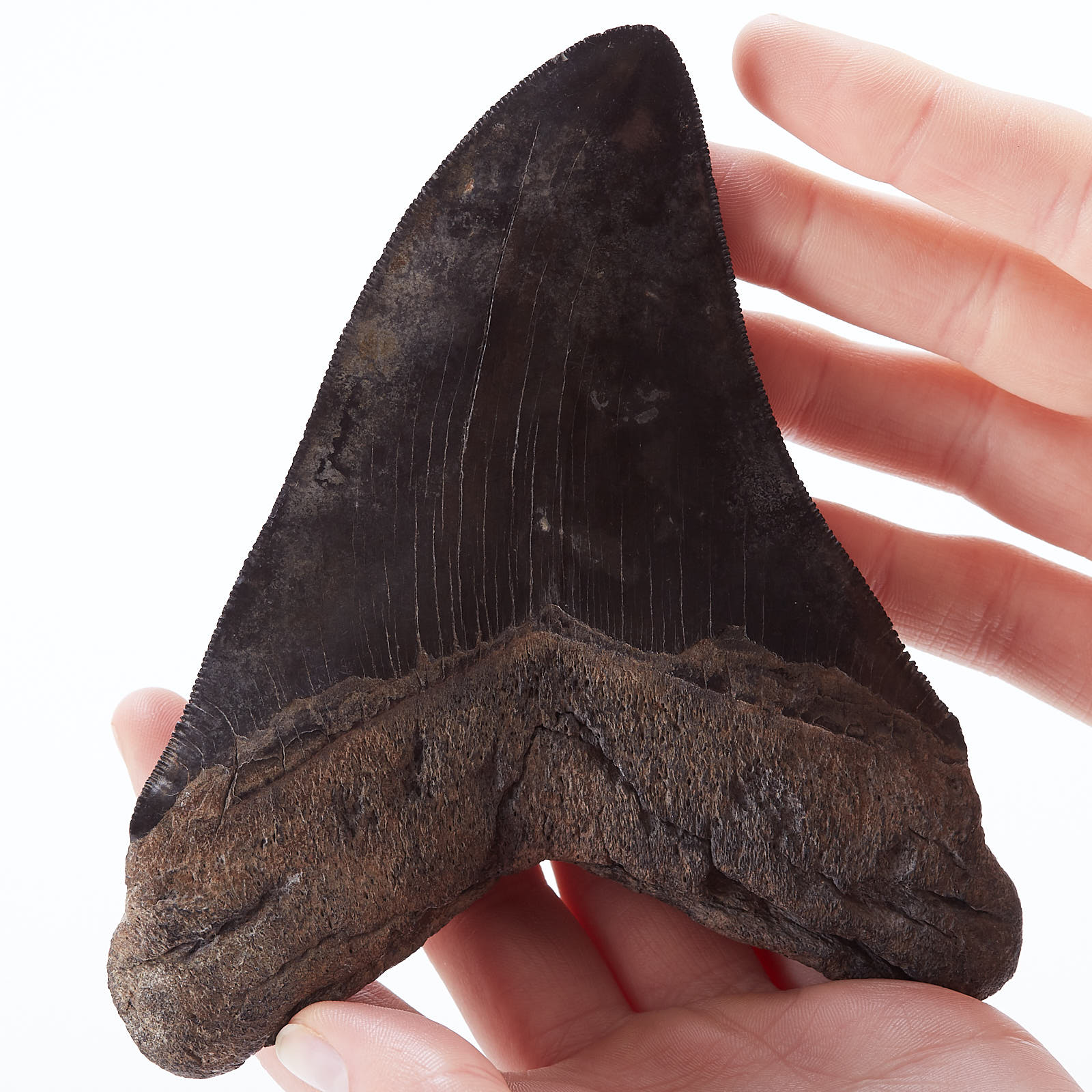 Lot 206: Large Hooked Megalodon Tooth