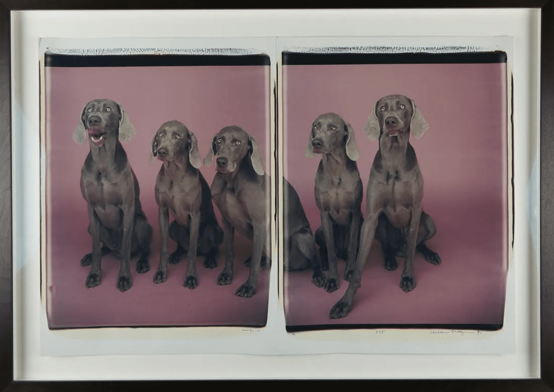 Color photograph of Weimaraner dogs on a pink backdrop