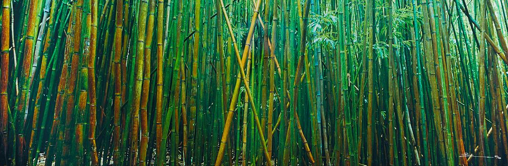 le_pho_banner 2 Peter Lik "Bamboo" Limited Edition Photograph