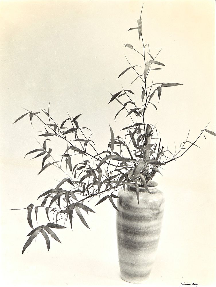 le_pho_banner 2 Chin San Long Photograph - Bamboo Still Life