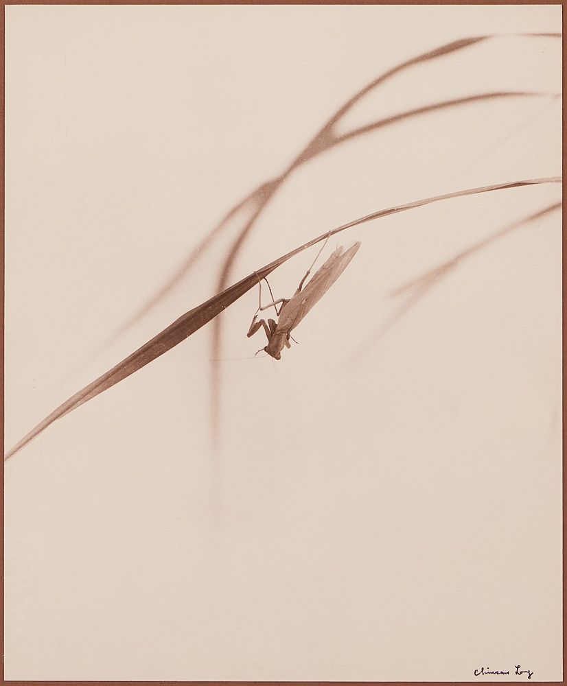 le_pho_banner 2 Chin San Long Photograph - Mantis