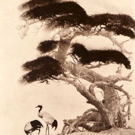 Chin San Long Photograph - Two Cranes Under a Tree