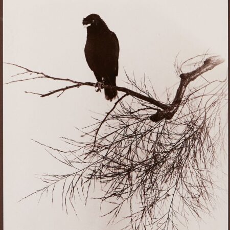 Chin San Long Photograph - Bird on Branch