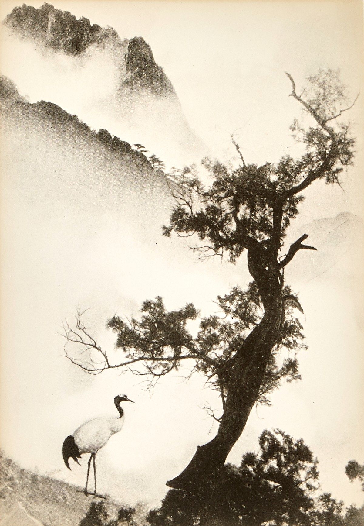le_pho_banner 2 Chin San Long Photograph "Symbol of Longevity"
