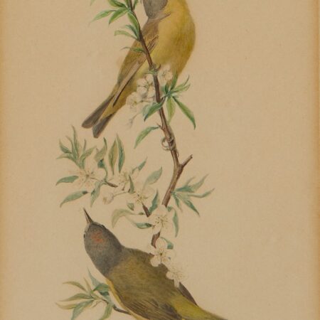 Louis Agassiz Fuertes "Warblers" Watercolor