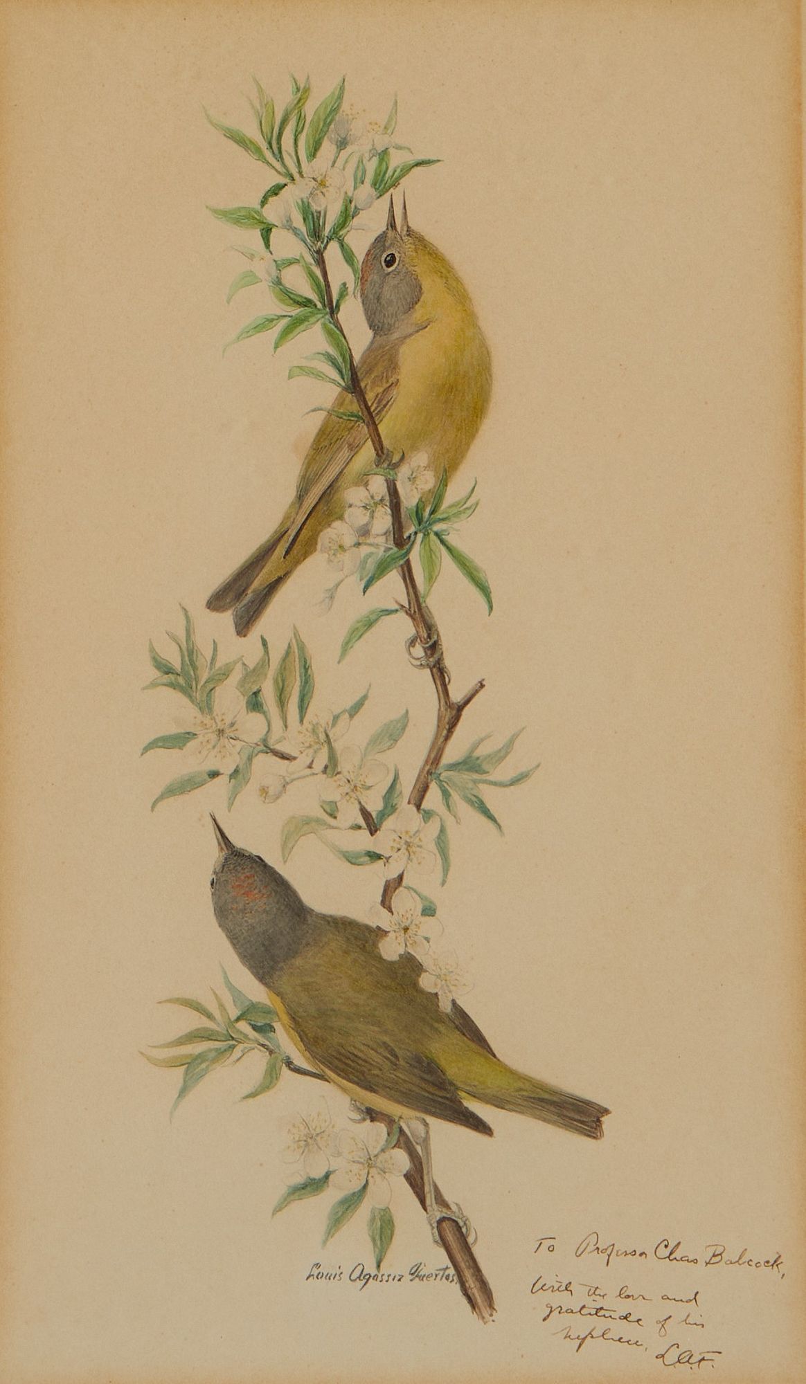 le_pho_banner 2 Louis Agassiz Fuertes "Warblers" Watercolor
