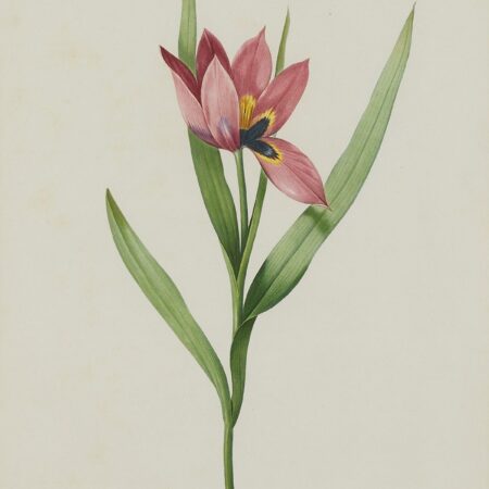 Pierre-Joseph Redoute Red Tulip Botanical Print
