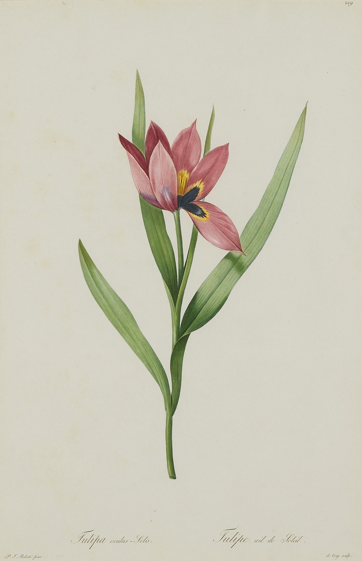 le_pho_banner 2 Pierre-Joseph Redoute Red Tulip Botanical Print