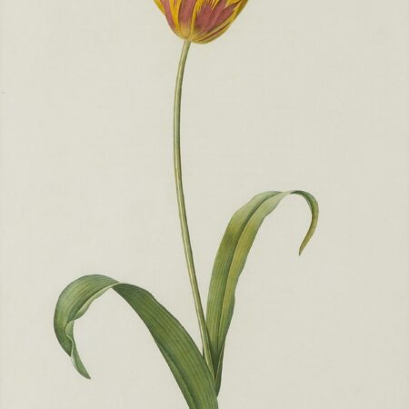 Pierre-Joseph Redoute Yellow Tulip Botanical Print