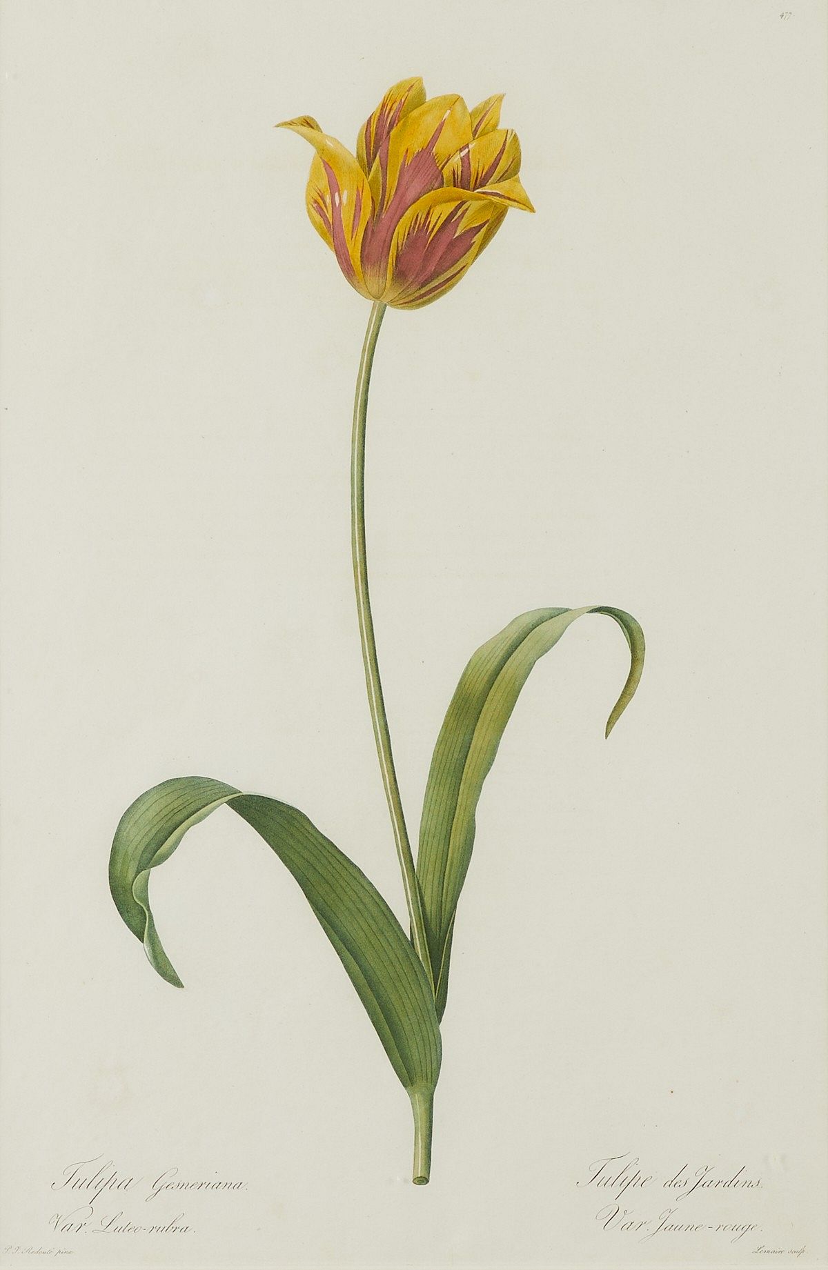 le_pho_banner 2 Pierre-Joseph Redoute Yellow Tulip Botanical Print