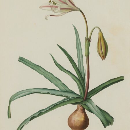 Pierre-Joseph Redoute Lily Botanical Print