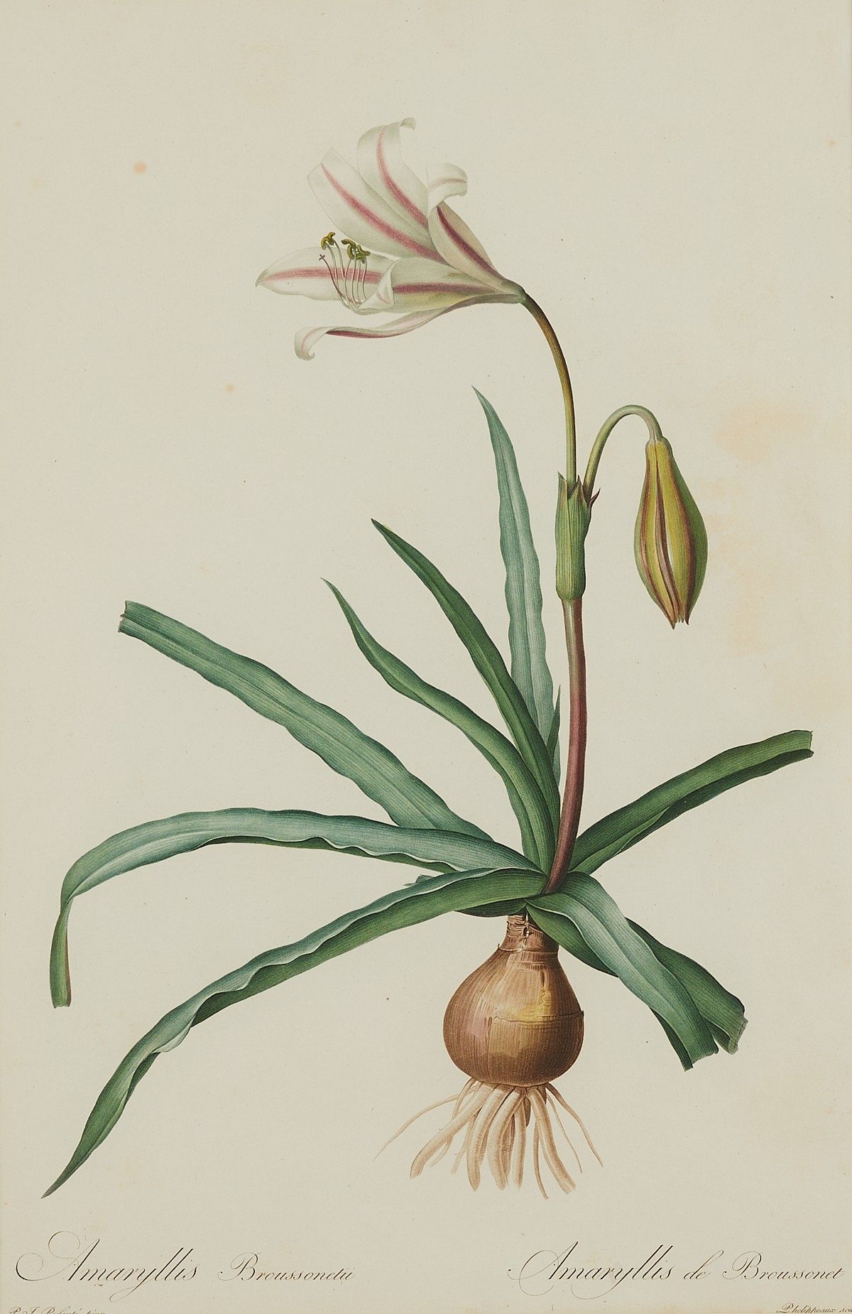 le_pho_banner 2 Pierre-Joseph Redoute Lily Botanical Print