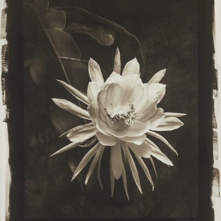 DeCosse Queen of the Night Midnight Garden Photo