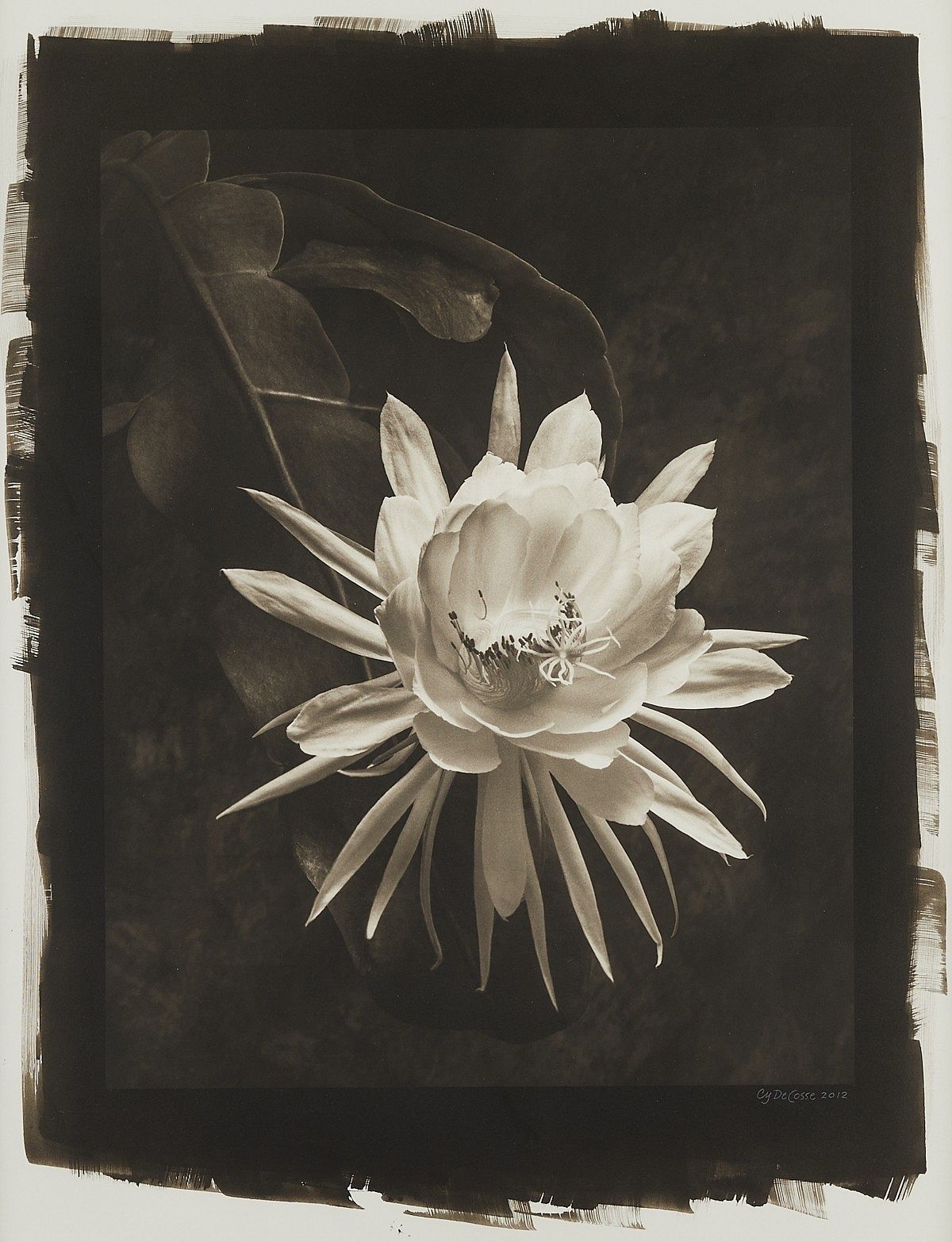 DeCosse Queen of the Night Midnight Garden Photo