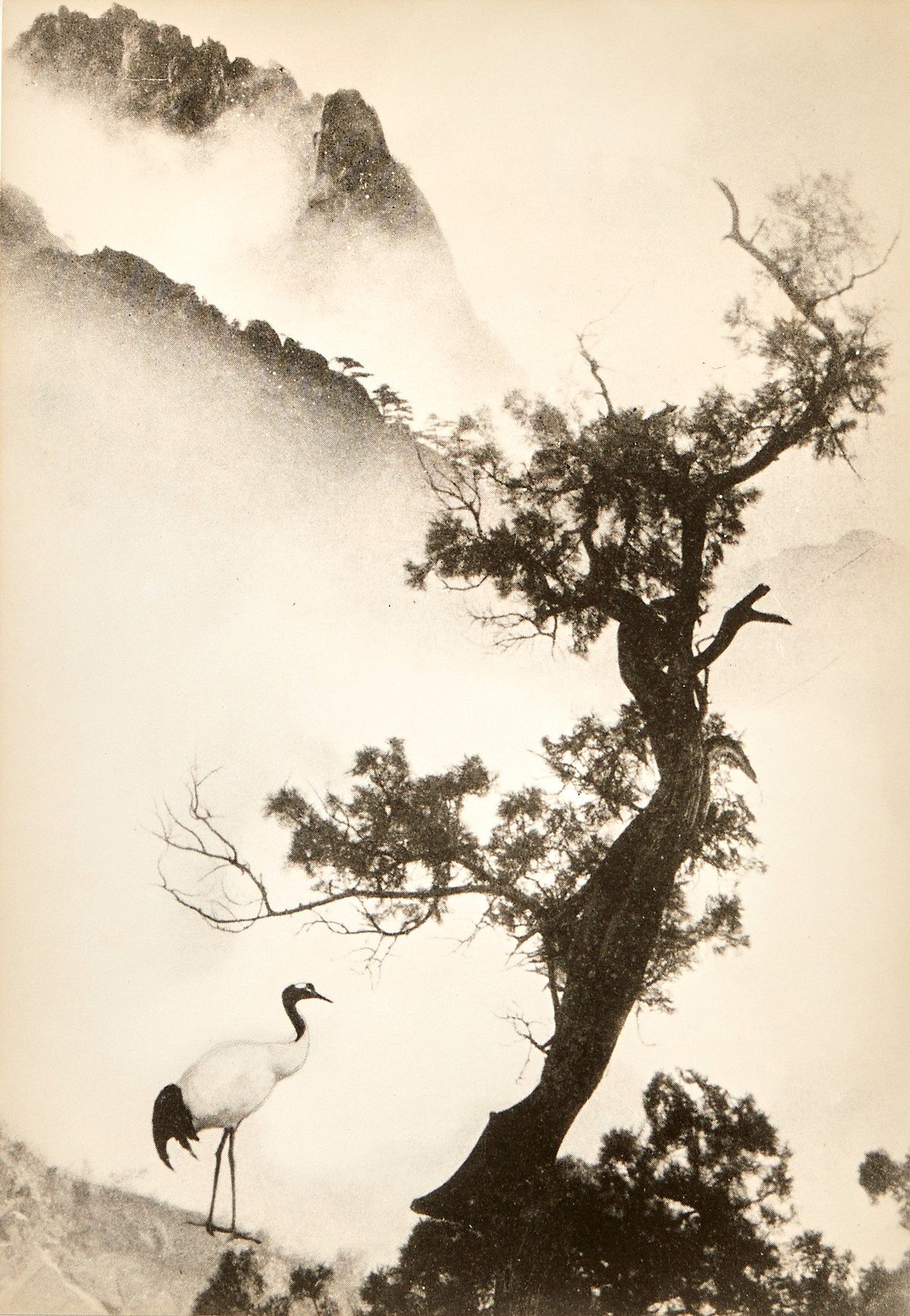 le_pho_banner 2 Chin San Long Photograph - Crane Under Tree