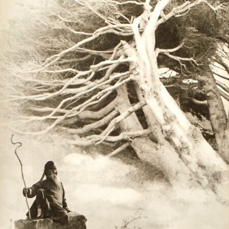 Chin San Long Photo Zhang Daqian Cypress Trees