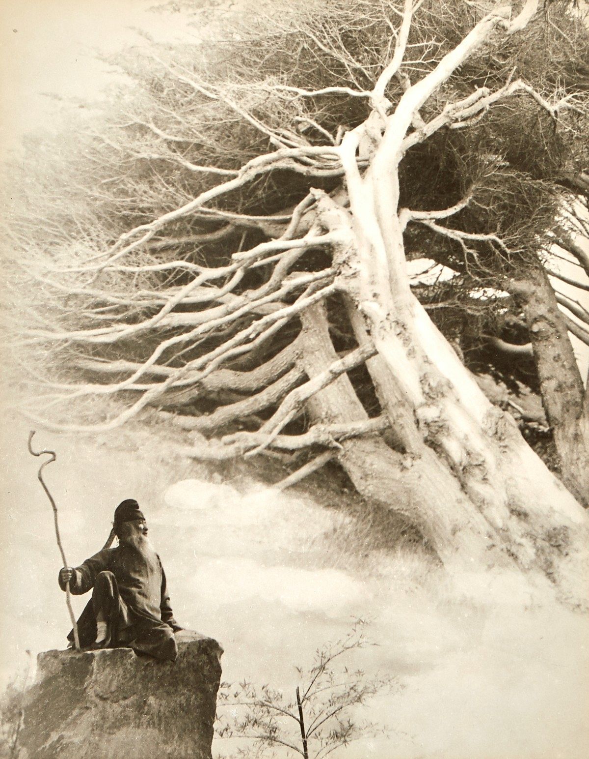 le_pho_banner 2 Chin San Long Photo Zhang Daqian Cypress Trees