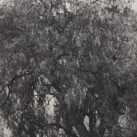 Lee Friedlander "Australia" Photograph