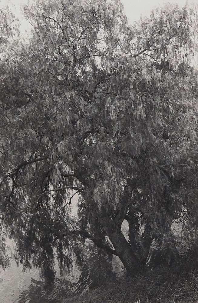 le_pho_banner 2 Lee Friedlander "Australia" Photograph