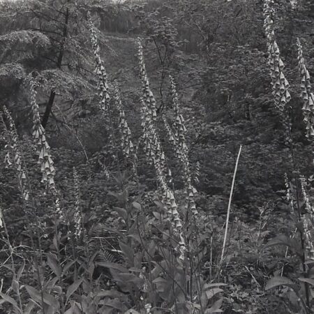 Lee Friedlander "Ho Valley" Photograph