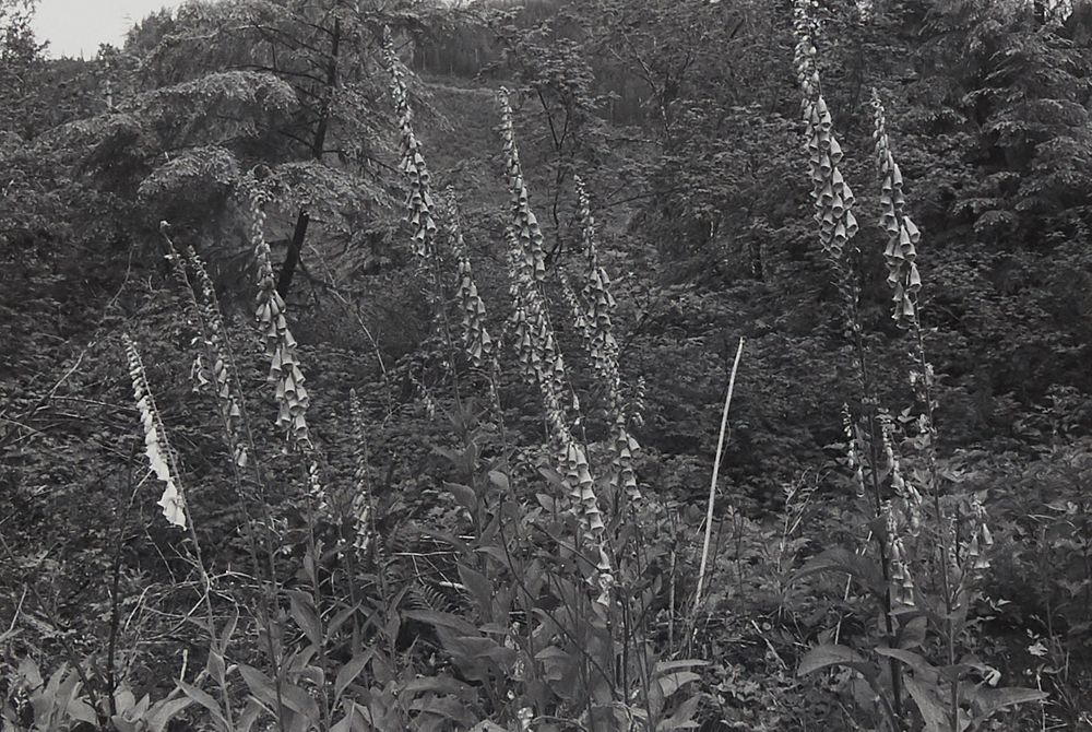 le_pho_banner 2 Lee Friedlander "Ho Valley" Photograph