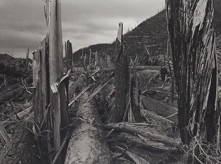 Frank Gohlke "Downed Trees Near Ryan Lake" Photograph
