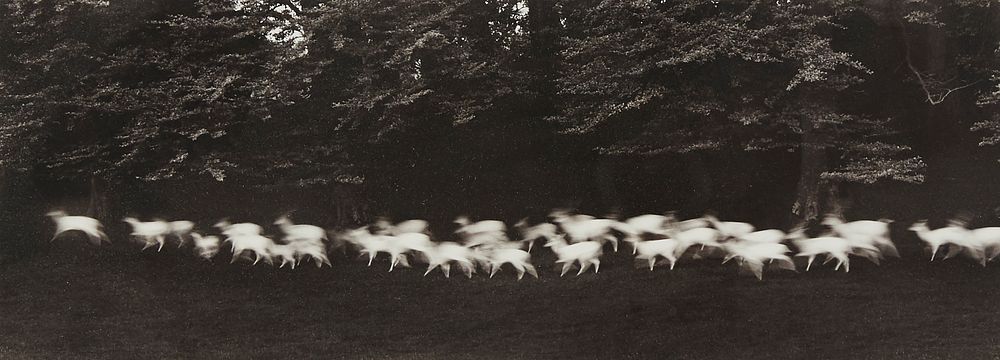 le_pho_banner 2 Paul Caponigro Running White Deer Photograph