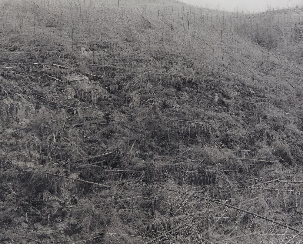 le_pho_banner 2 Frank Gohlke "Young Trees Killed by Heat" Photograph