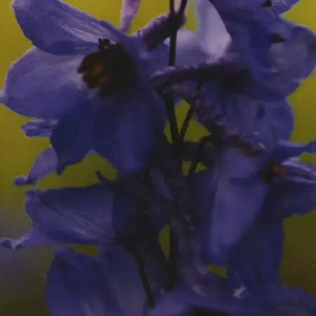 Thomas Struth "Violet Larkspur" Photograph