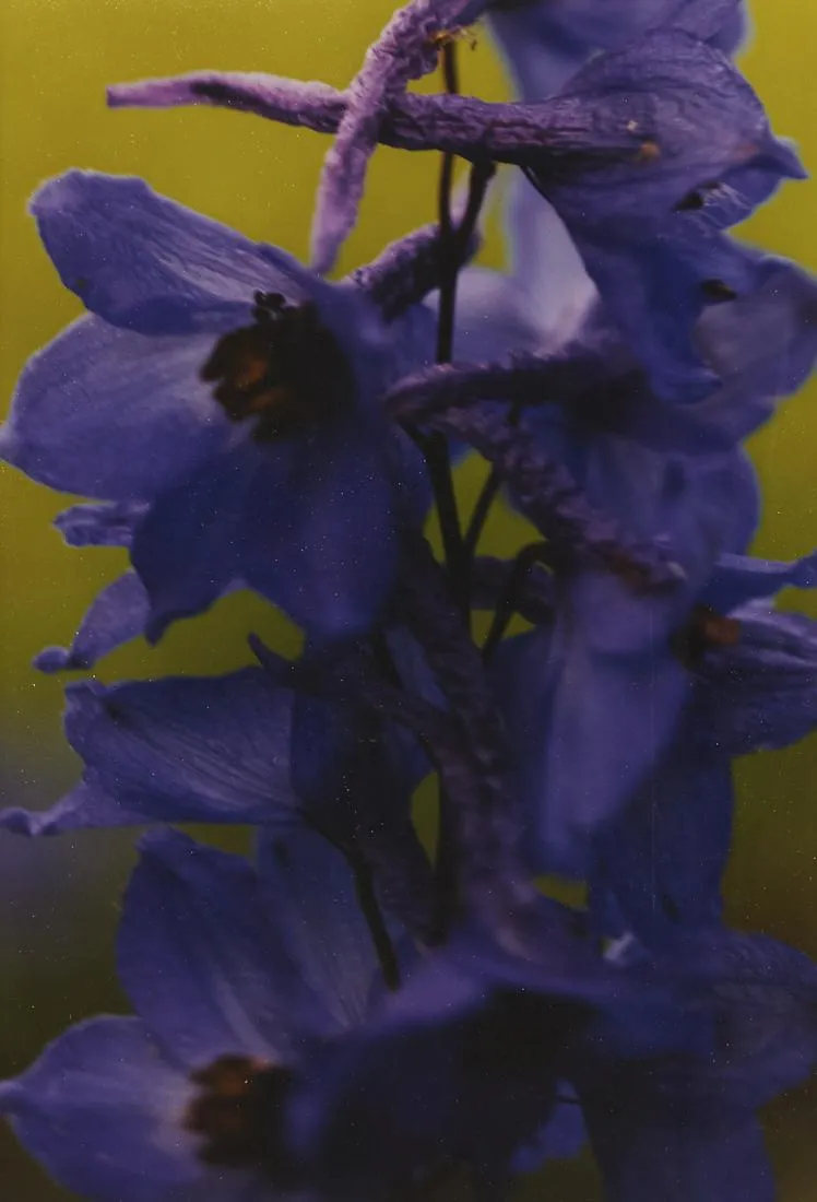 le_pho_banner 2 Thomas Struth "Violet Larkspur" Photograph
