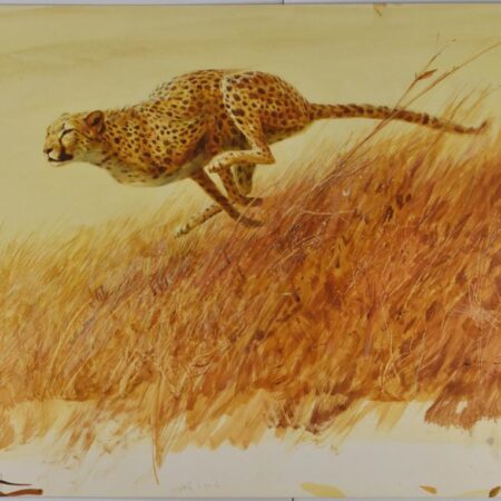 John Schoenherr Cheetah Gouache on Paperboard Illustration